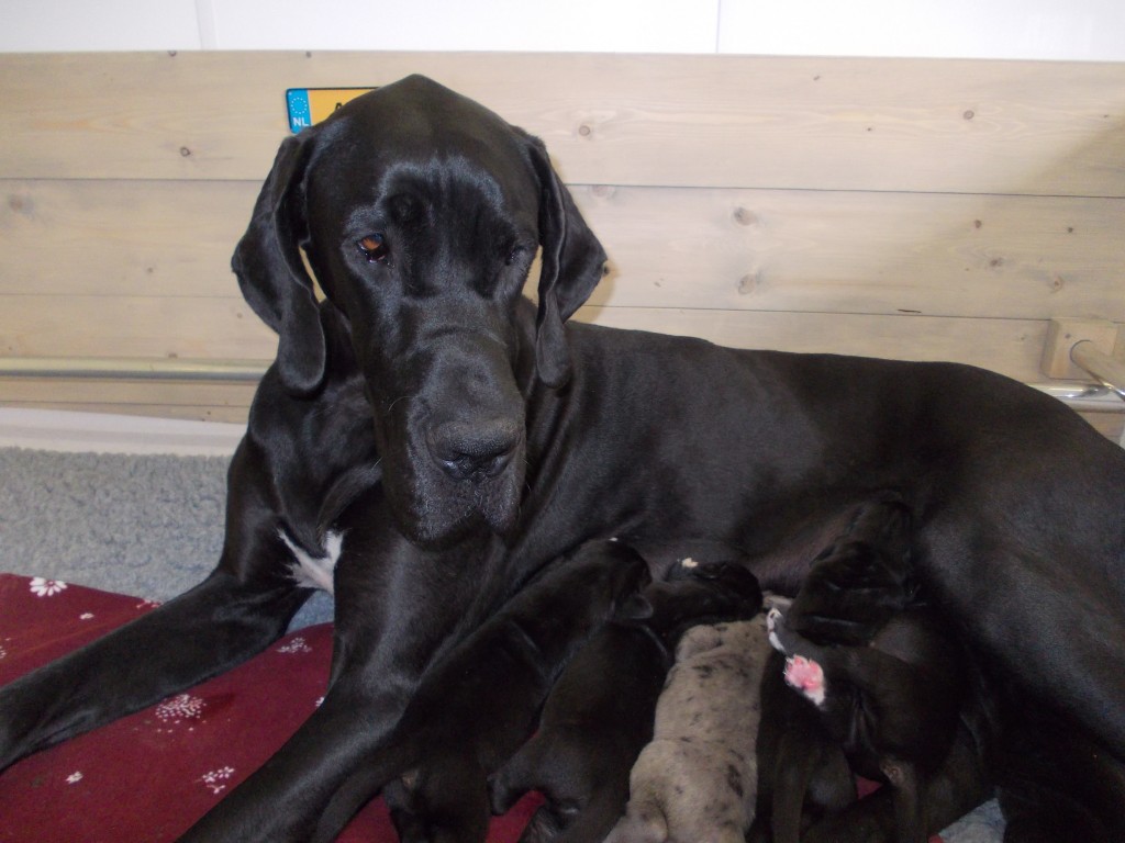 Amy met pups