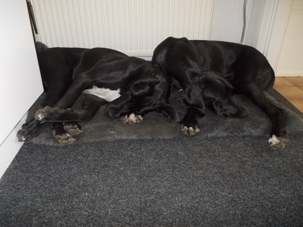 Samen slapen