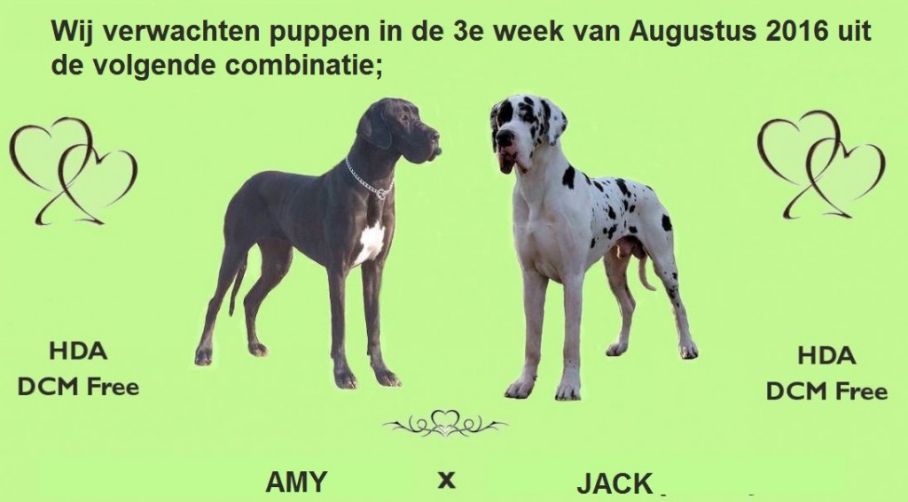 Aankondiging Amy-Jack augustus 2016